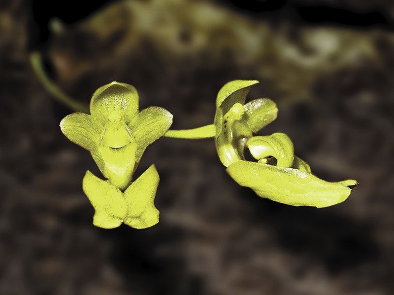 Bulbophyllum aureum photo 2