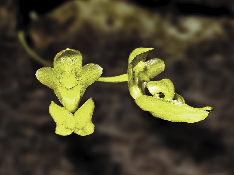 Bulbophyllum aureum photo 3