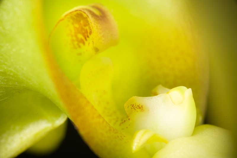 Bulbophyllum aureum