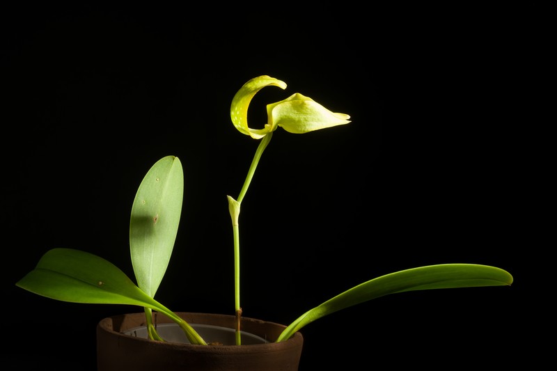 Bulbophyllum aureum photo 4