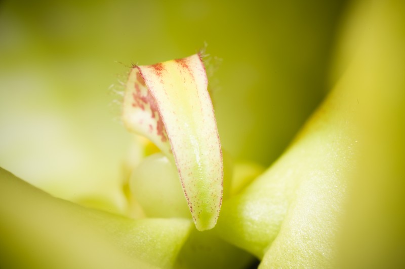 Bulbophyllum aureum photo 5