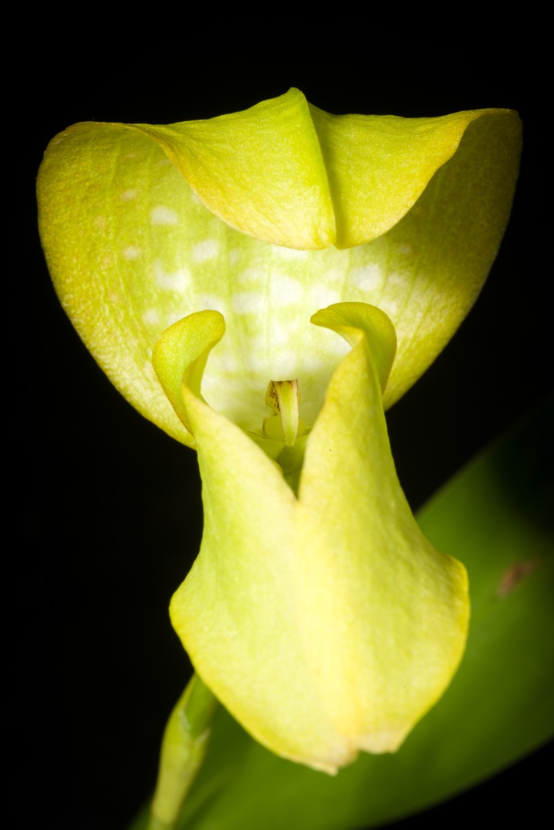 Bulbophyllum aureum photo 7