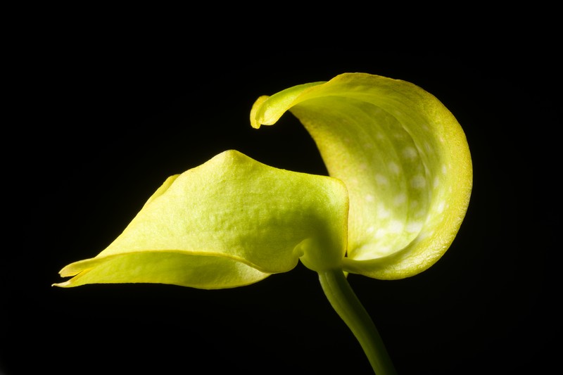 Bulbophyllum aureum photo 8
