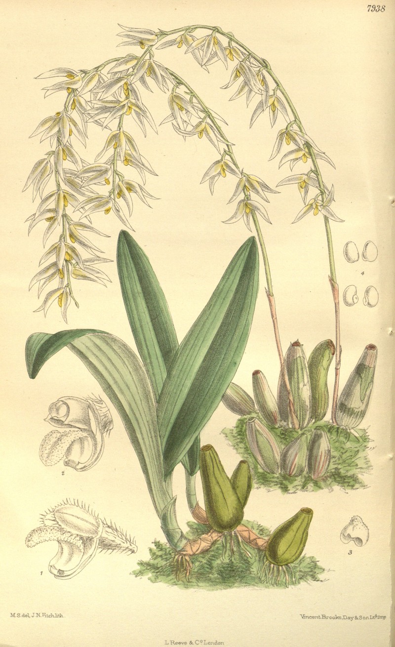 Bulbophyllum auricomum