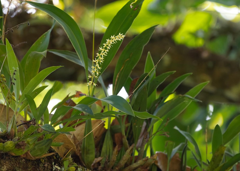 Bulbophyllum auricomum photo 2
