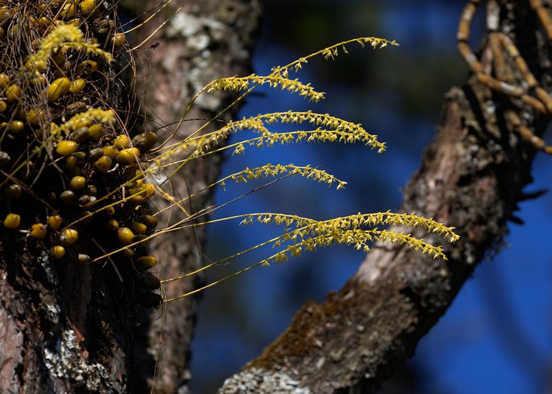 Bulbophyllum auricomum photo 3