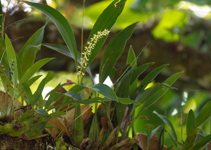 Bulbophyllum auricomum photo 4