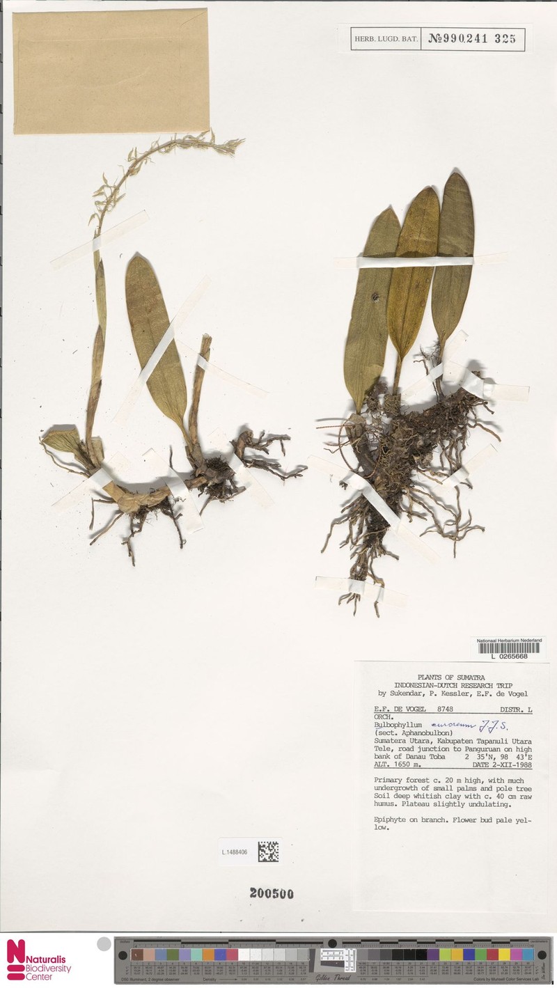 Bulbophyllum auricomum photo 5