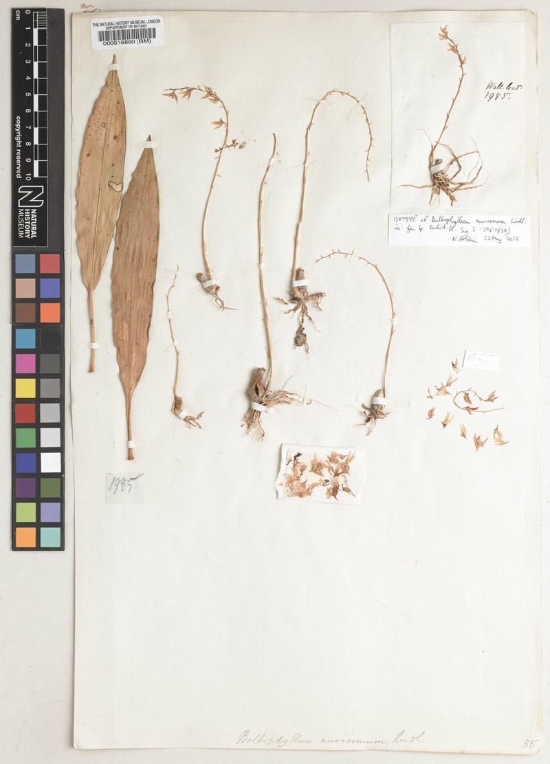 Bulbophyllum auricomum photo 6