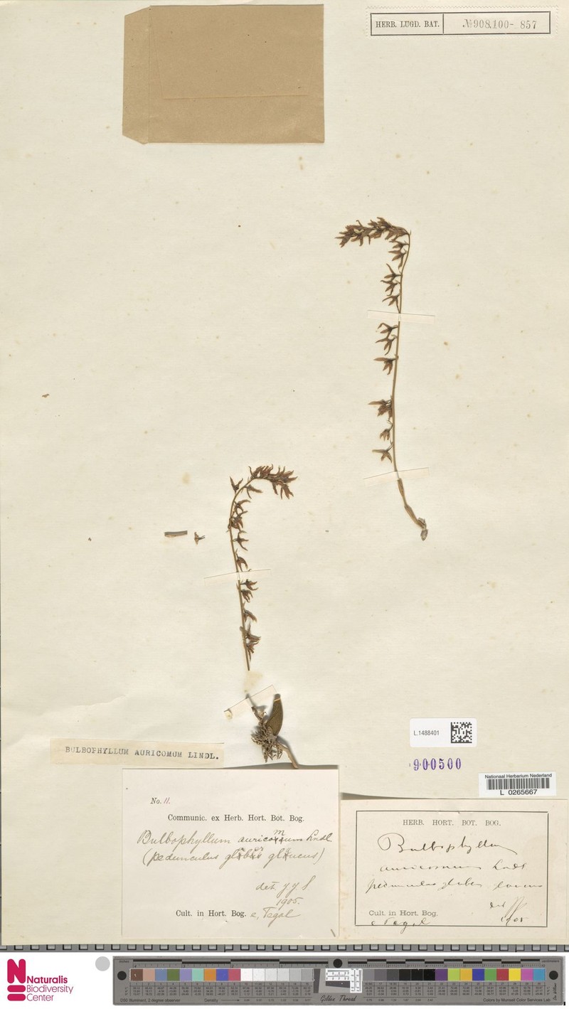 Bulbophyllum auricomum photo 7