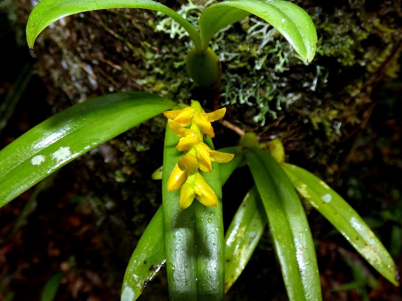 Bulbophyllum auriflorum