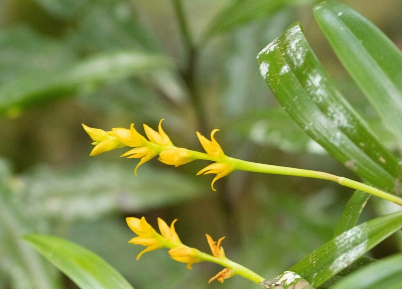 Bulbophyllum auriflorum photo 2
