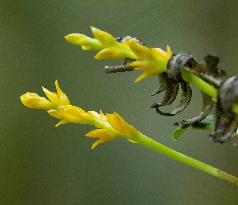 Bulbophyllum auriflorum photo 3