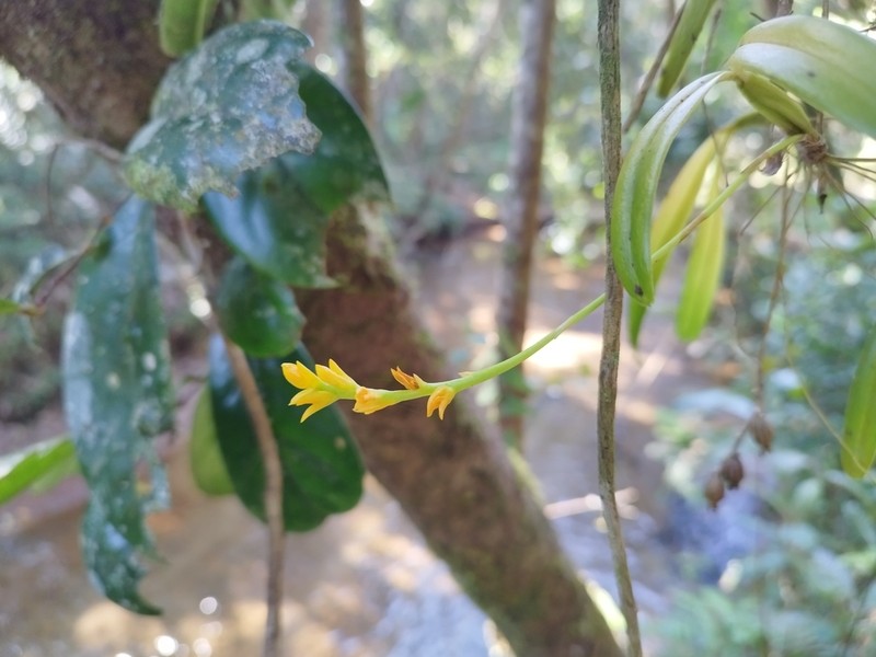 Bulbophyllum auriflorum photo 4