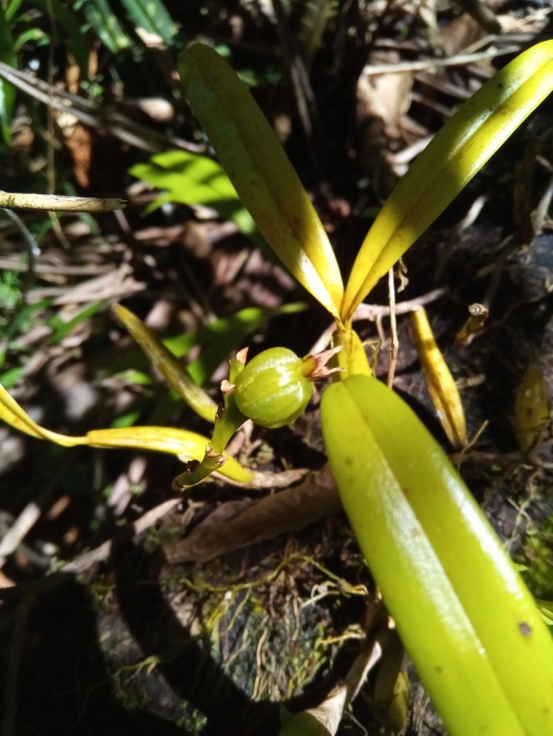 Bulbophyllum auriflorum photo 5