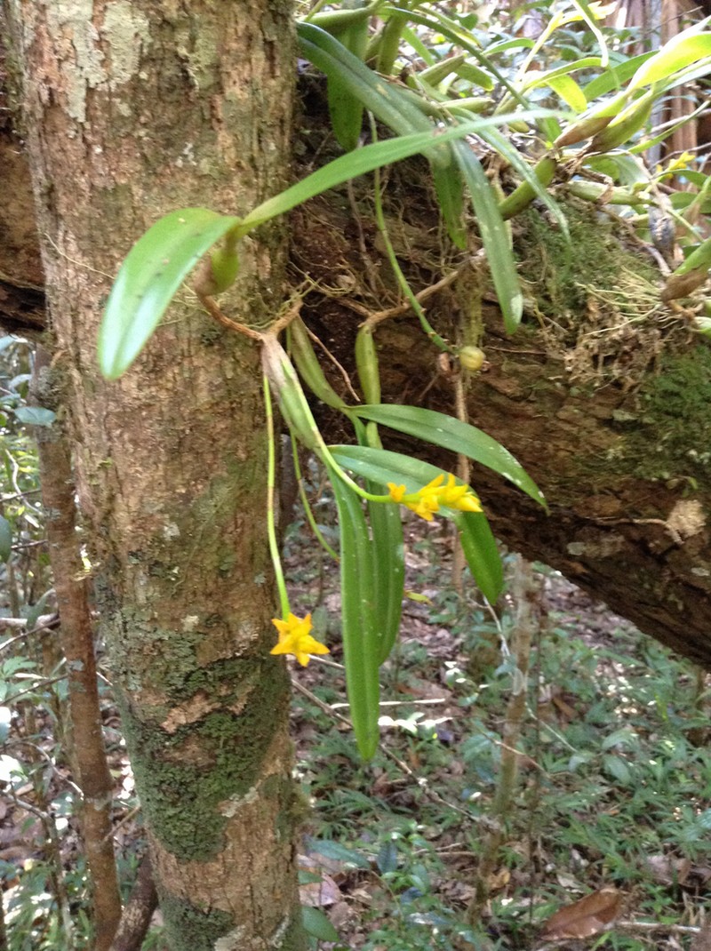 Bulbophyllum auriflorum photo 6
