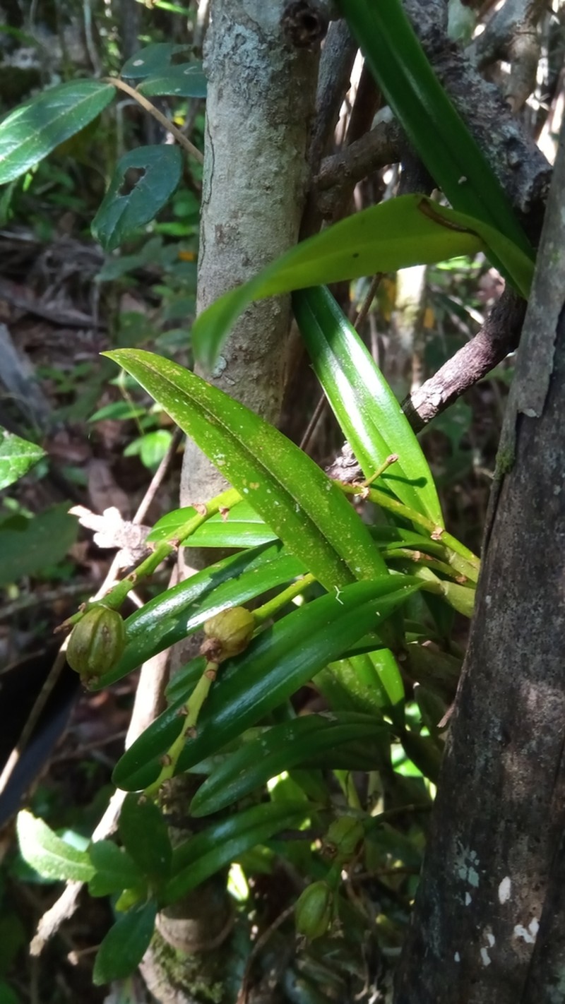 Bulbophyllum auriflorum photo 7