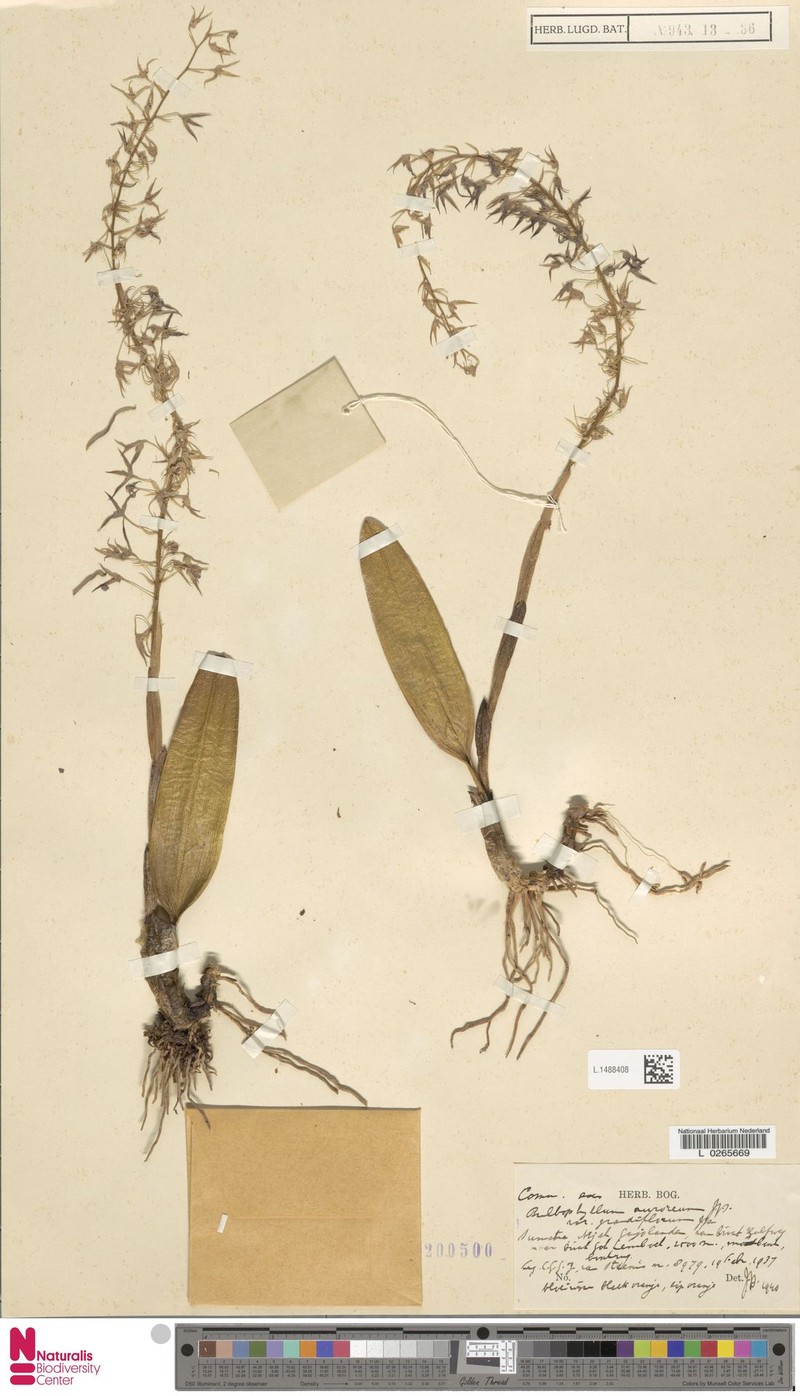 Bulbophyllum auroreum