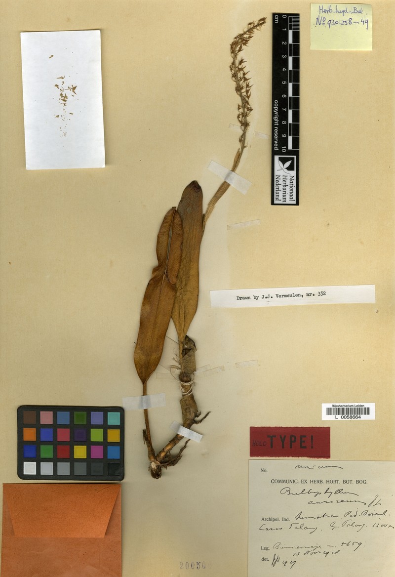Bulbophyllum auroreum photo 2