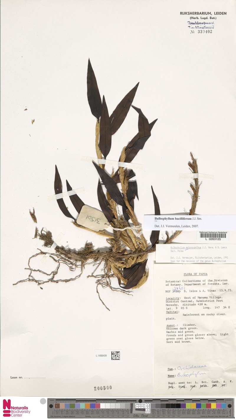Bulbophyllum bacilliferum