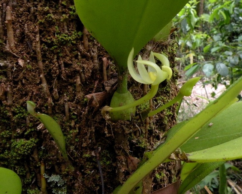 Bulbophyllum baileyi