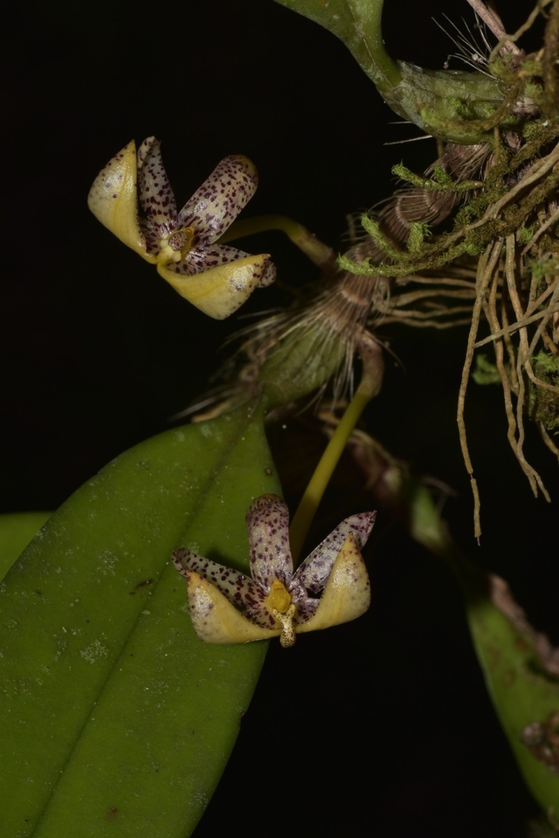 Bulbophyllum baileyi photo 2