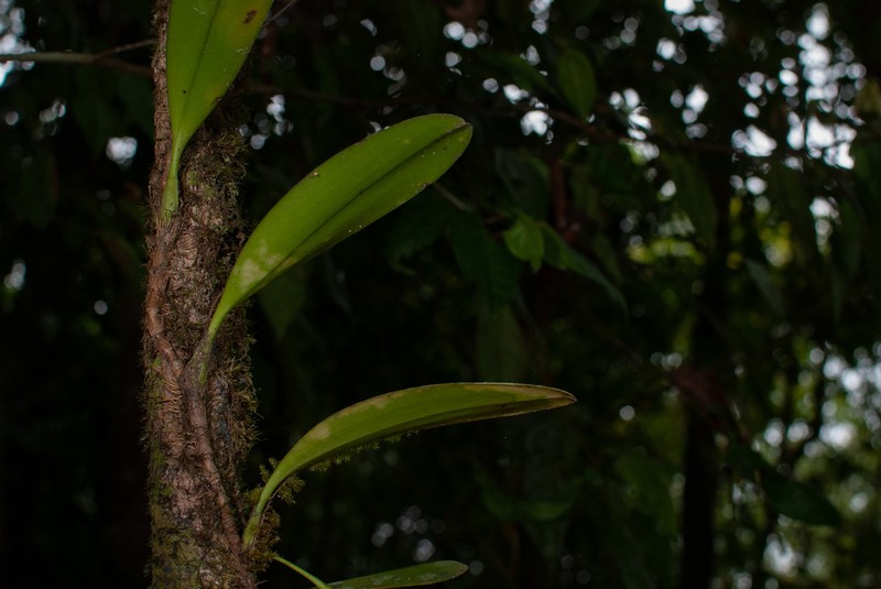Bulbophyllum baileyi photo 3