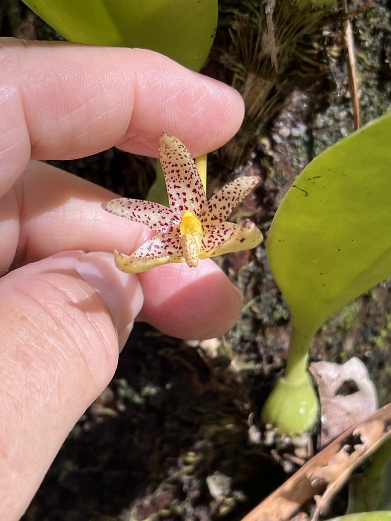 Bulbophyllum baileyi photo 4