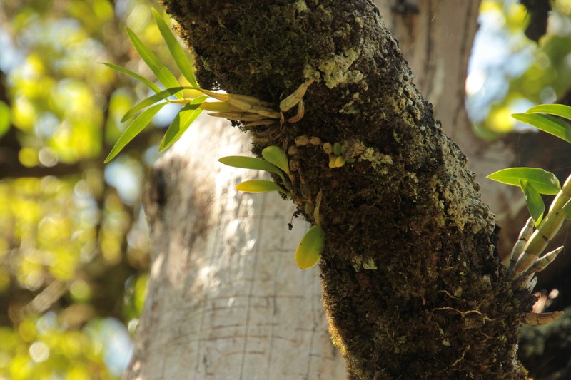 Bulbophyllum baileyi photo 5
