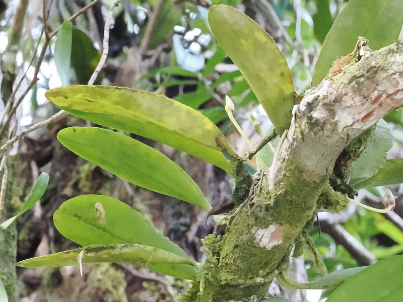 Bulbophyllum baileyi photo 6