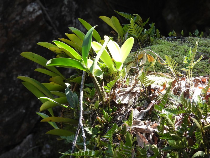 Bulbophyllum baileyi photo 7