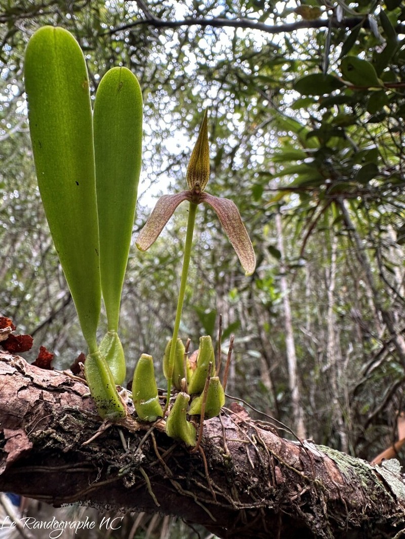 Bulbophyllum baladeanum