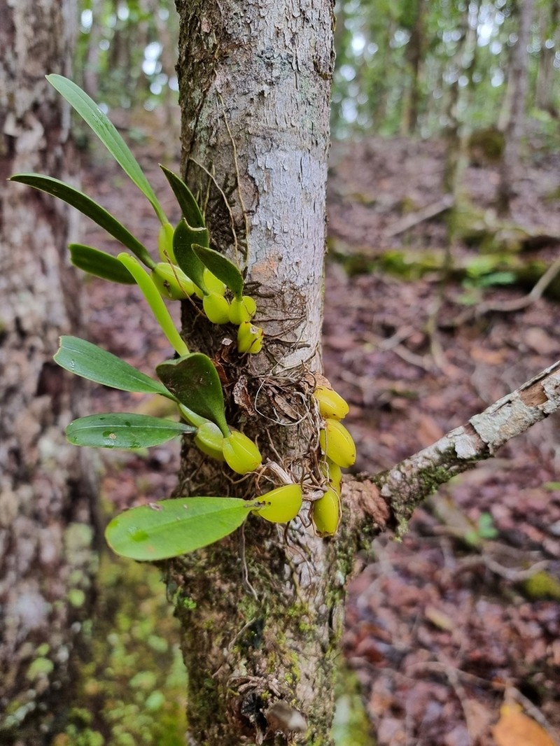 Bulbophyllum baladeanum photo 2