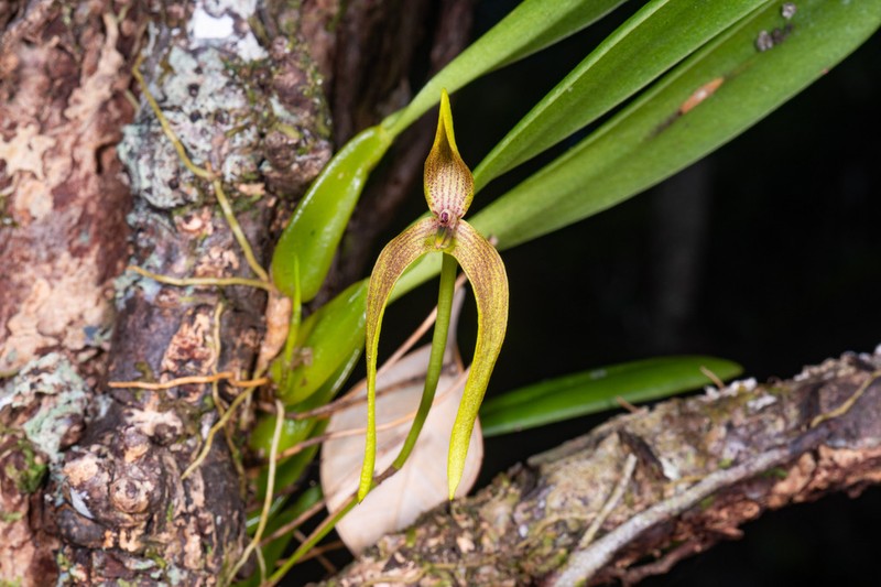 Bulbophyllum baladeanum photo 3