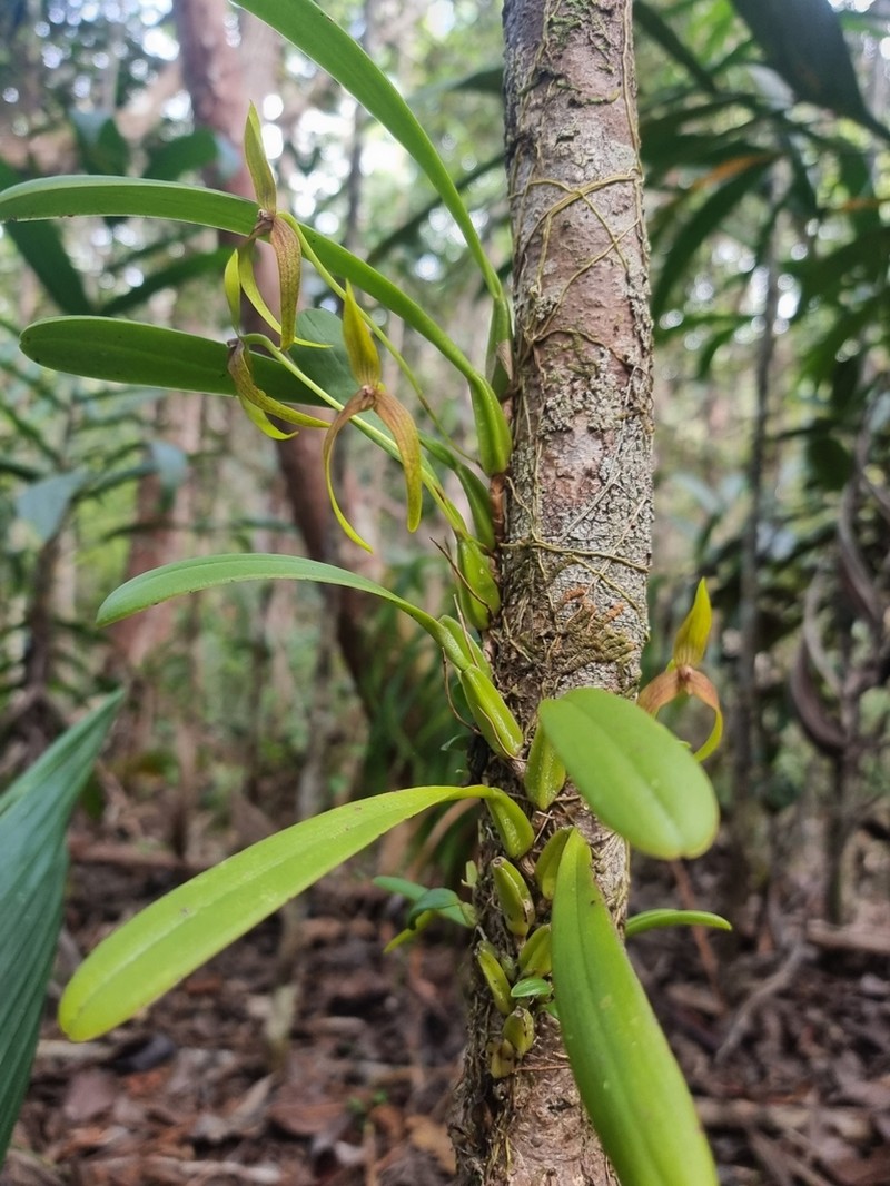 Bulbophyllum baladeanum photo 4