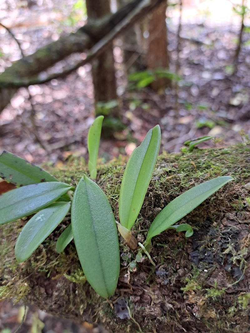 Bulbophyllum baladeanum photo 5