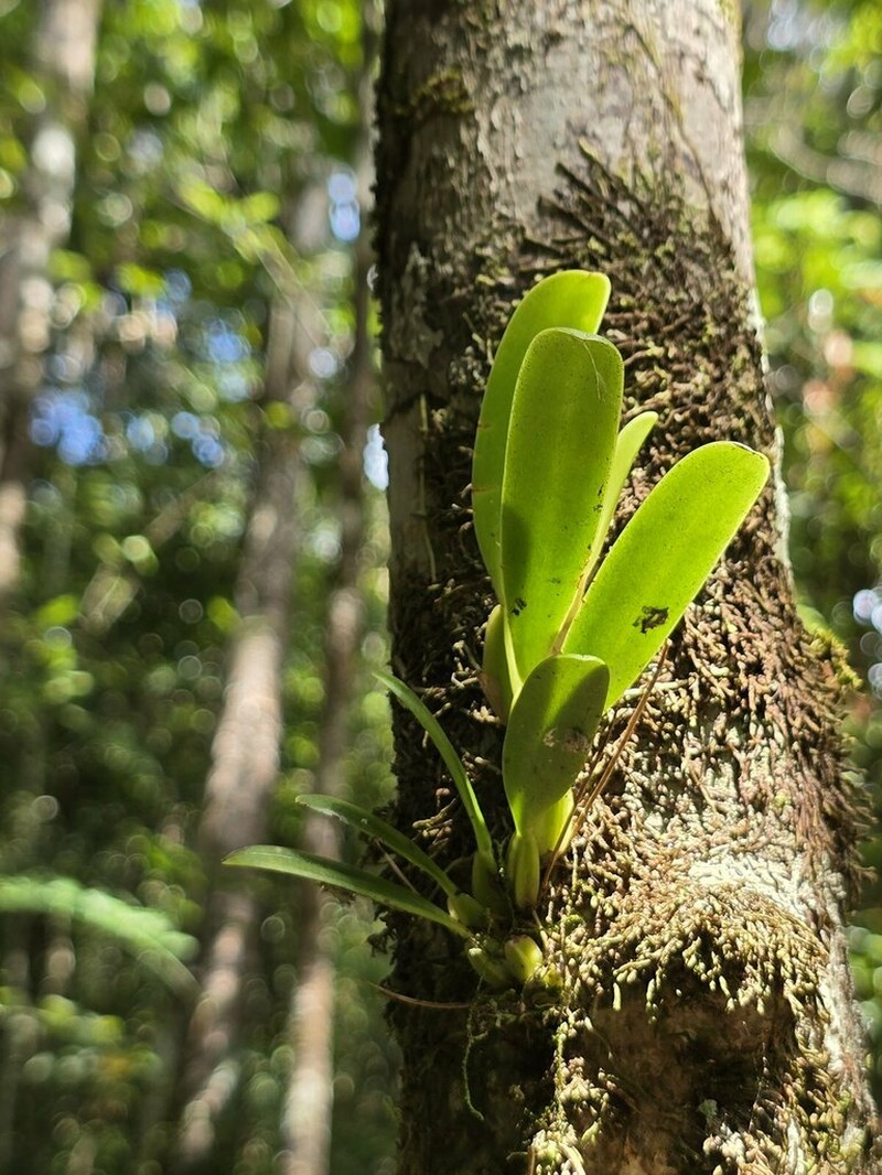 Bulbophyllum baladeanum photo 6