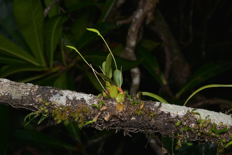 Bulbophyllum baladeanum photo 7