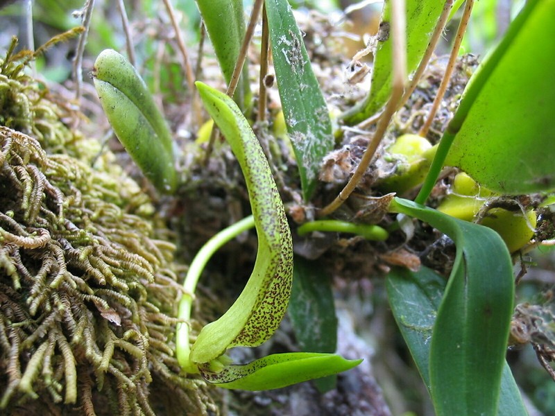Bulbophyllum baladeanum photo 8