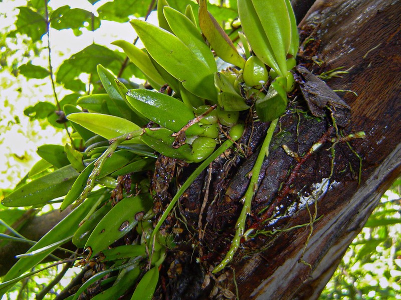 Bulbophyllum ballii