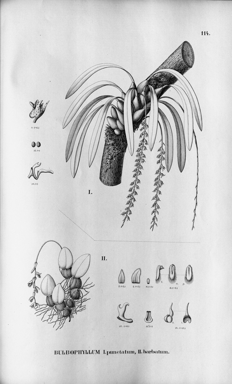 Bulbophyllum barbatum