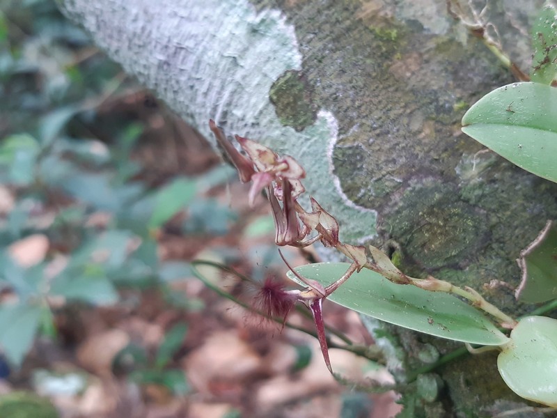 Bulbophyllum barbigerum photo 5