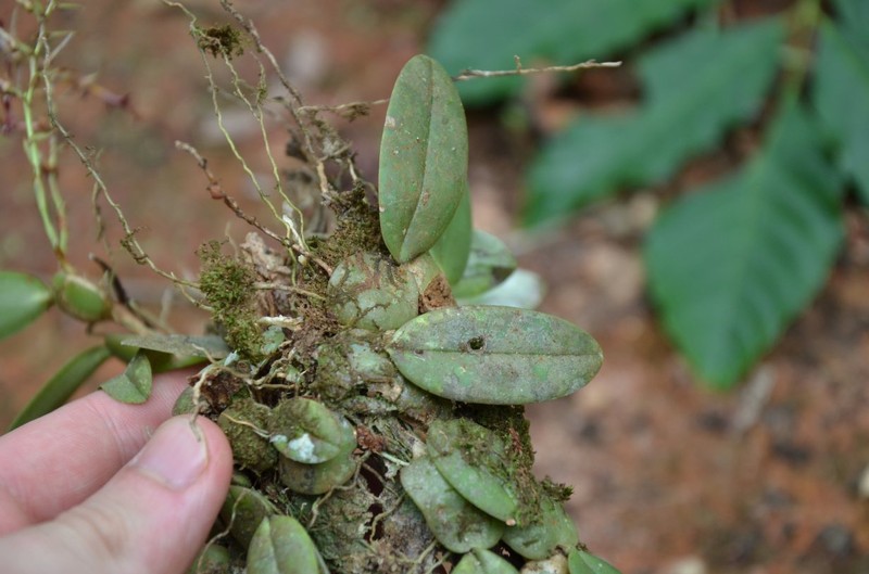 Bulbophyllum barbigerum photo 6