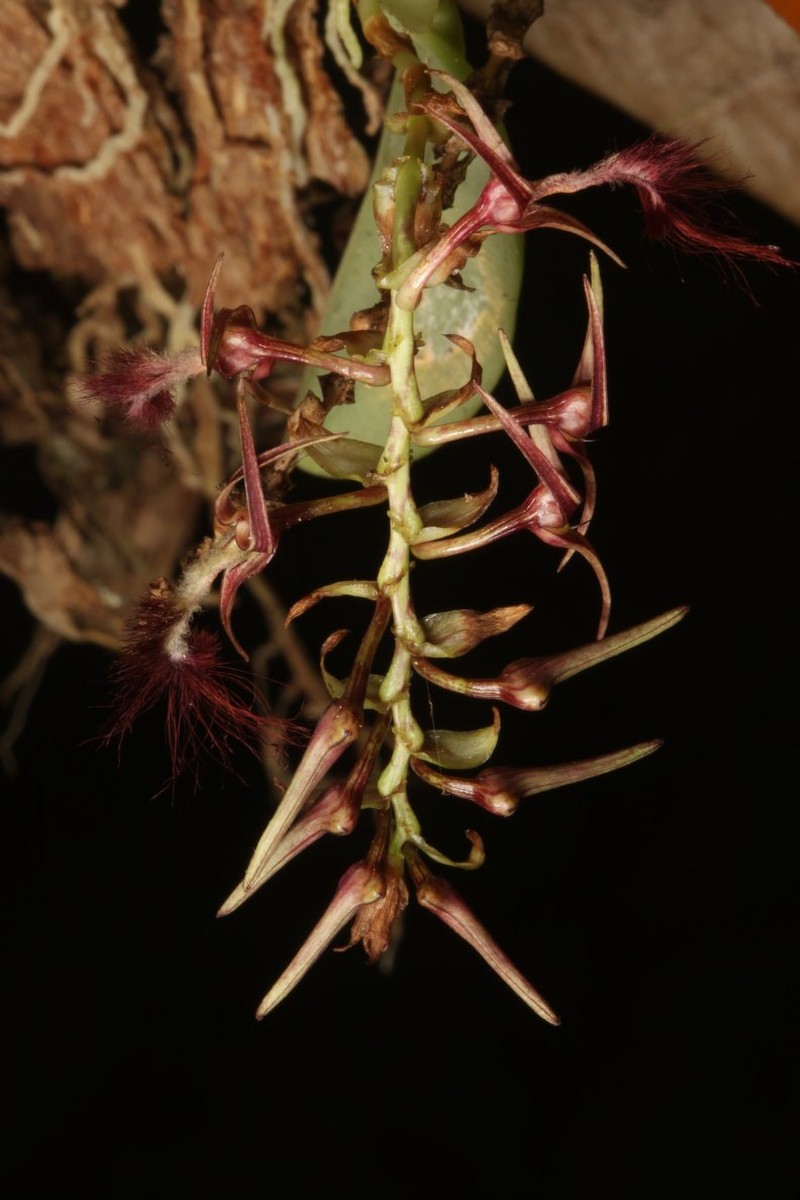 Bulbophyllum barbigerum photo 7