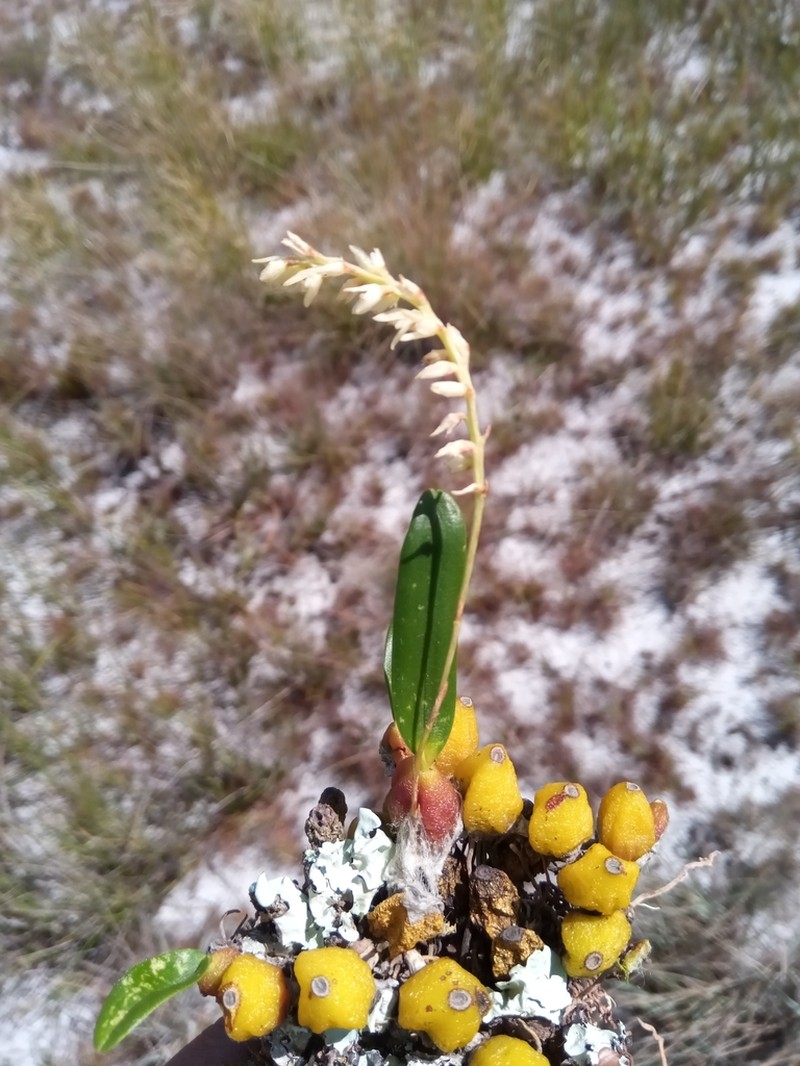 Bulbophyllum baronii