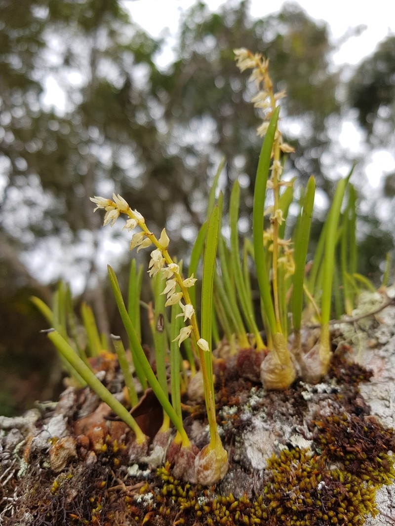 Bulbophyllum baronii photo 2