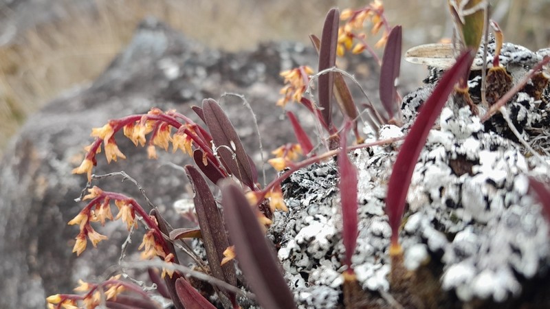Bulbophyllum baronii photo 3