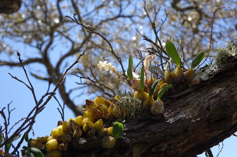 Bulbophyllum baronii photo 4