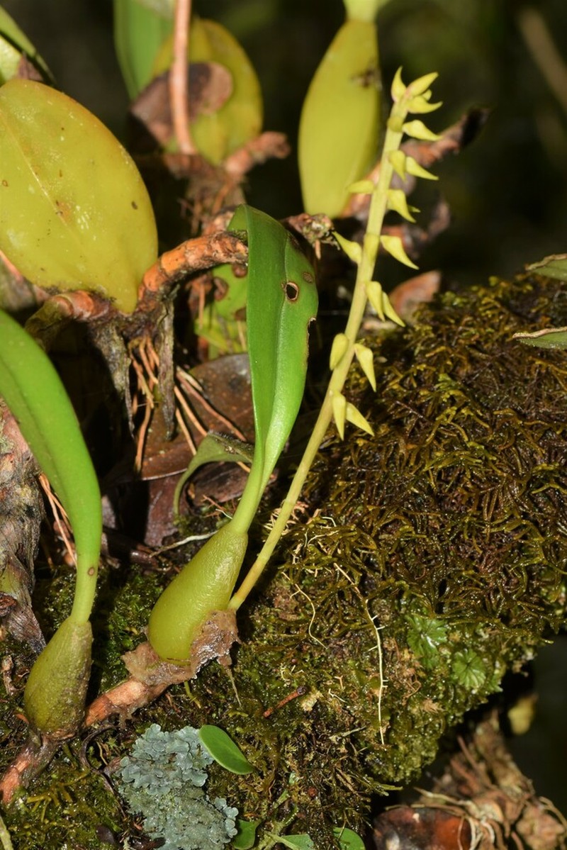 Bulbophyllum baronii photo 5