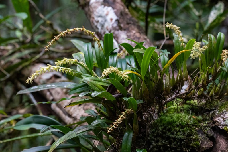 Bulbophyllum baronii photo 7